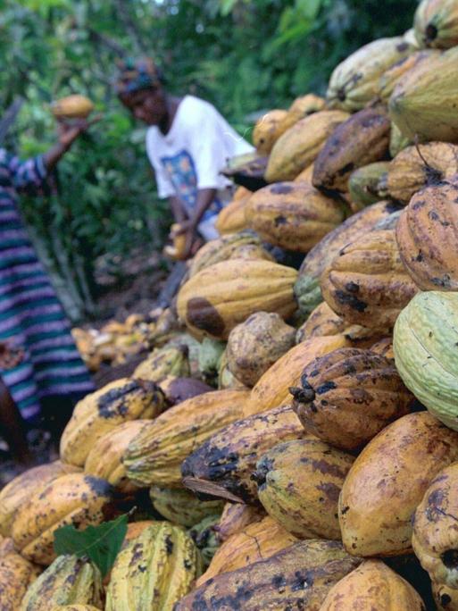 Kleinbauern in Ghana bei der Kakaoernte