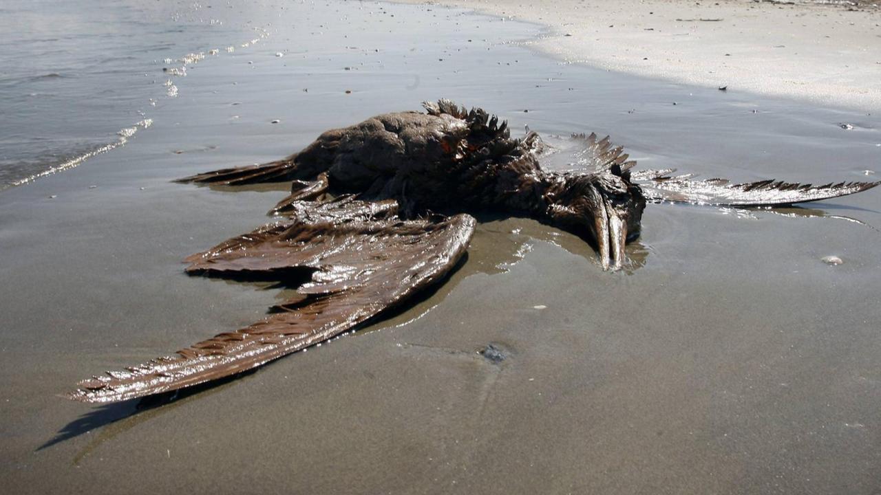 Ein ölverschmierter toter Vogel liegt am Strand