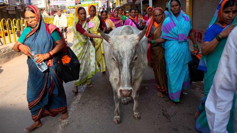Eine Gruppe indischer Frauen berührt ehrfürchtig eine Kuh auf einer Straße im indischen Varanasi.