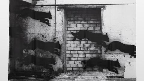 Eine grob gemauerte Wand über die sechs schwarze Wölfe wie Schatten springen