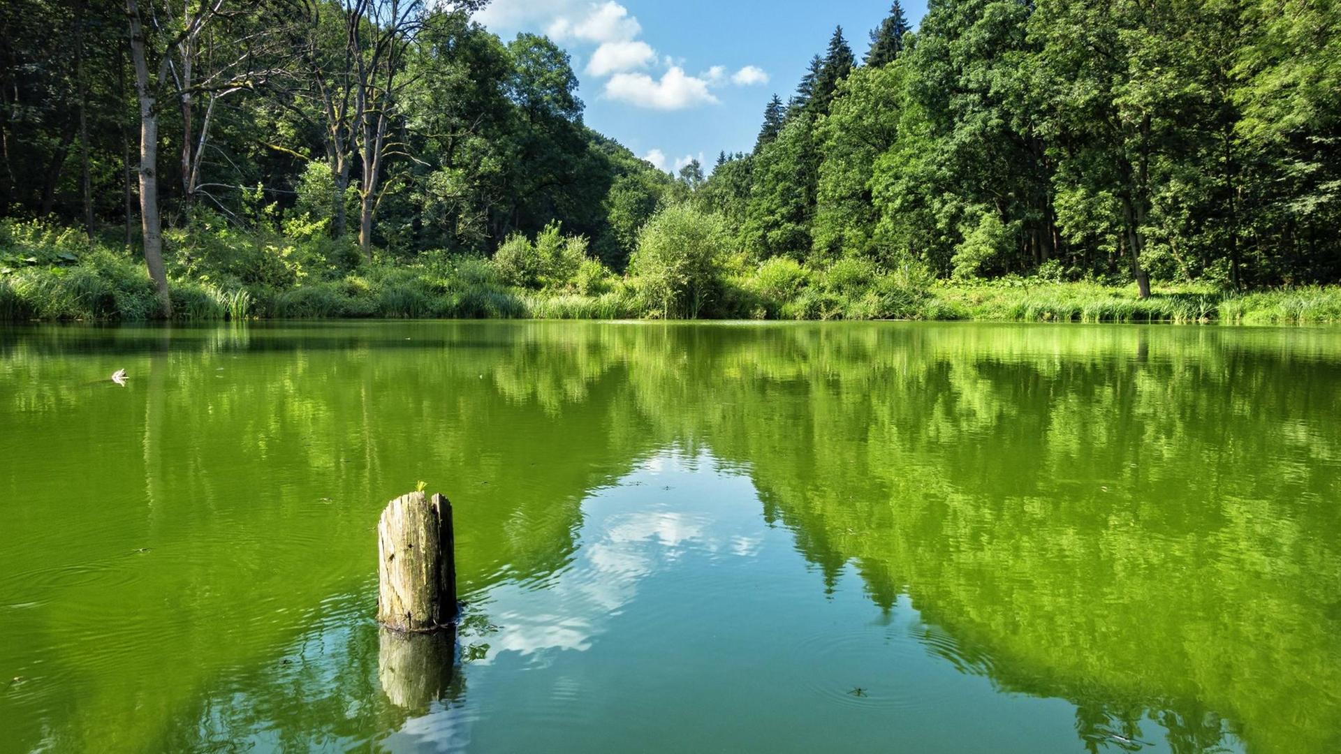 In einem stillen kleinen See spiegelt sich die grüne Landschaft wider.