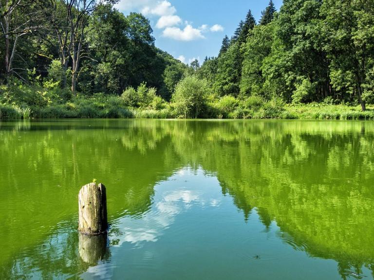In einem stillen kleinen See spiegelt sich die grüne Landschaft wider.
