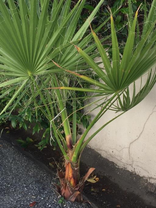 Eine Palme in Cannes, die sich durch den Asphalt gebohrt hat.