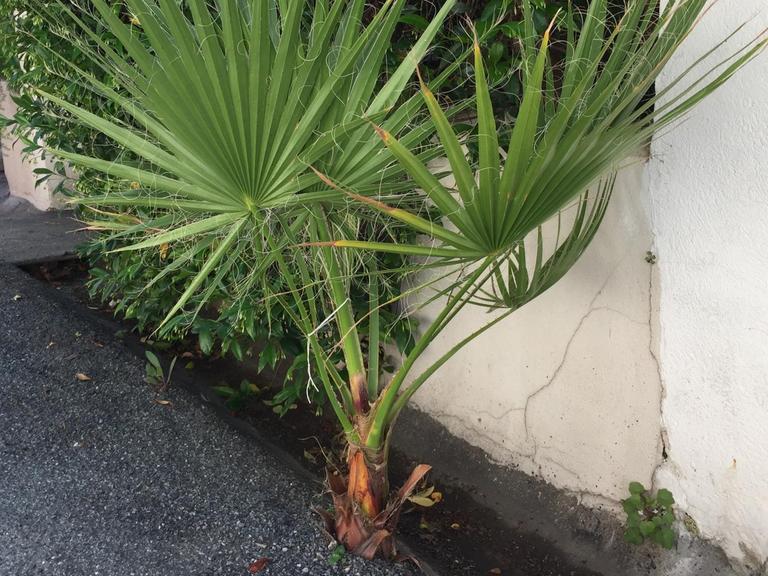 Eine Palme in Cannes, die sich durch den Asphalt gebohrt hat.
