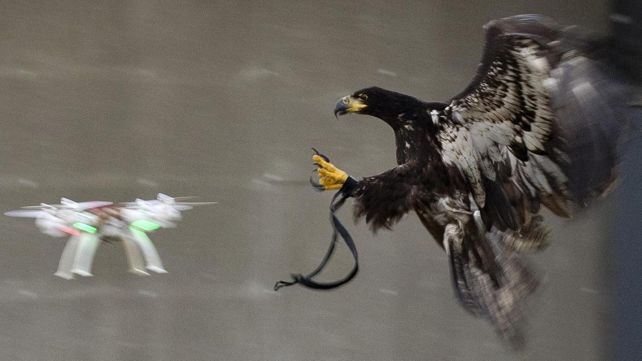 Ein Adler setzt an, um eine Drohne aus der Luft zu greifen.