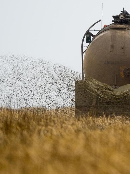 Ein Landwirt bringt Gülle auf einem Feld aus, aufgenommen am 12.03.2015 in Heinersdorf (Brandenburg). Foto: Patrick Pleul | Verwendung weltweit
