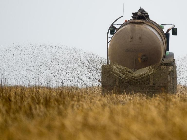 Ein Landwirt bringt Gülle auf einem Feld aus, aufgenommen am 12.03.2015 in Heinersdorf (Brandenburg). Foto: Patrick Pleul | Verwendung weltweit