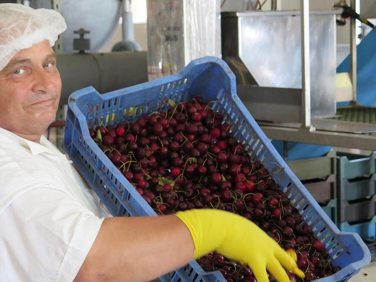 Ein Arbeiter mit einer Stiege Kirschen in der Marmeladenfabrik von Bibiana Stanciolov