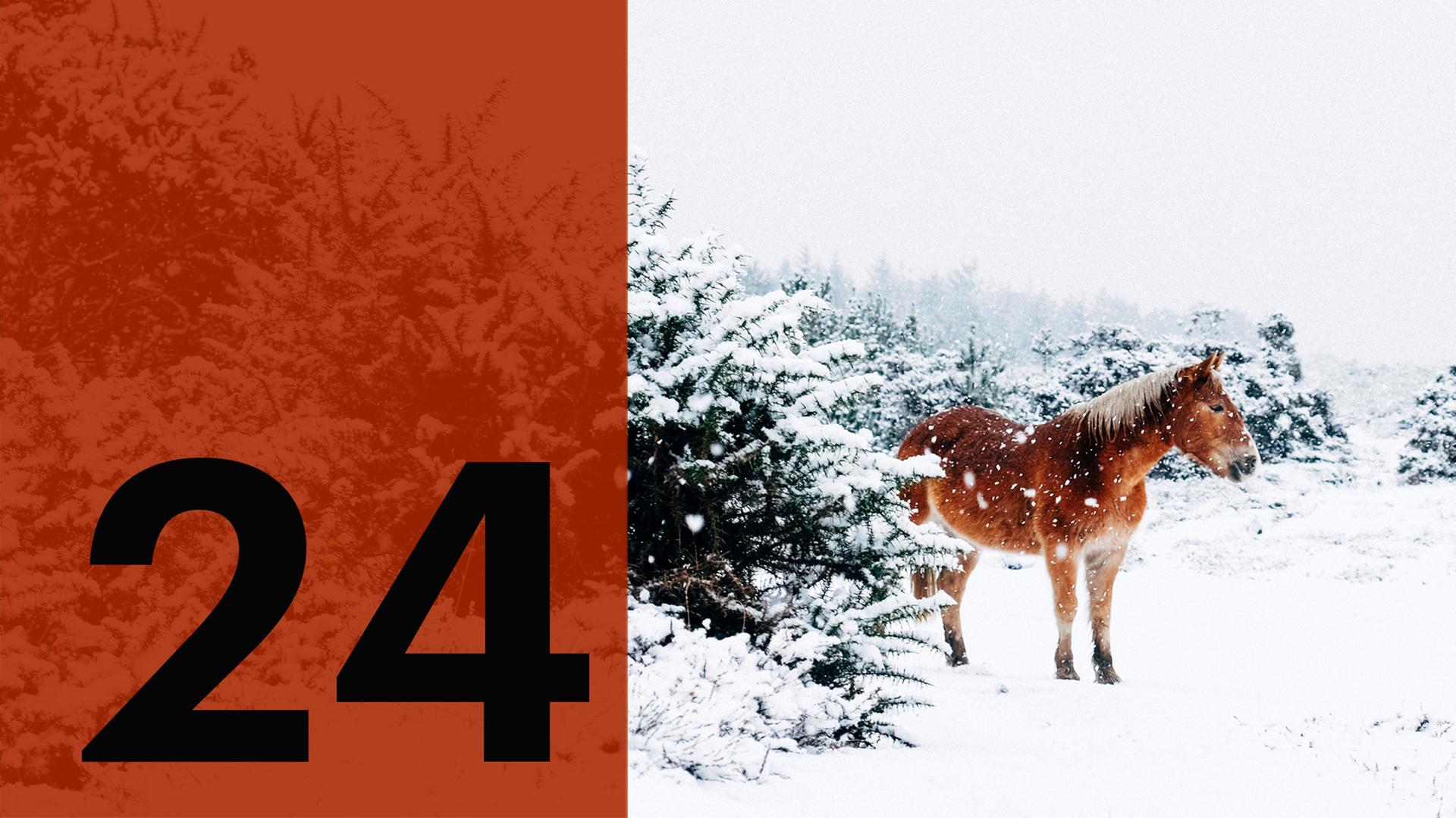 Im Hintergrund ein Pferd im Schnee, im Vordergrund die Zahl 24.