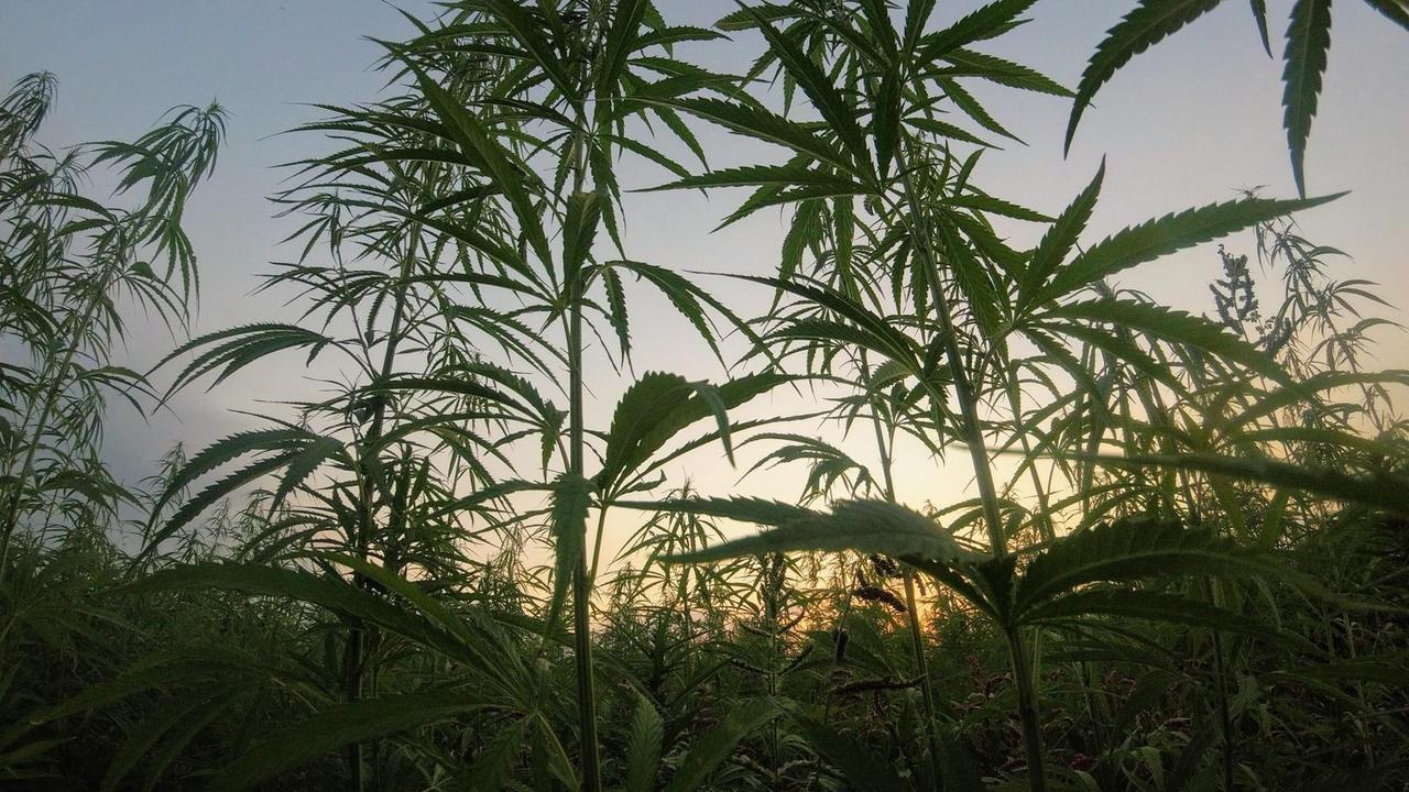 Eine Cannabis Plantage bei Sonnenuntergang.