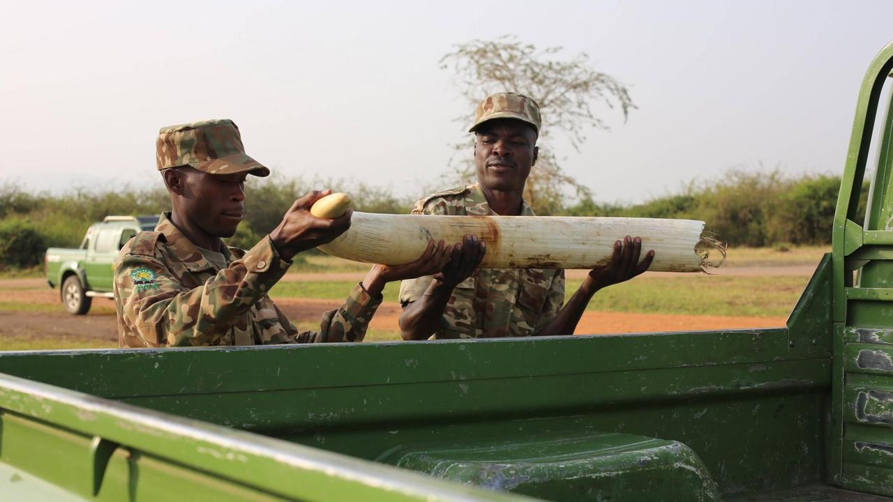 Ranger laden im Queen-Elizabeth-Nationalpark einen Elefanten-Stoßzahn, der Wilderern abgenommen wurde, auf die Ladefläche ihres Jeeps.