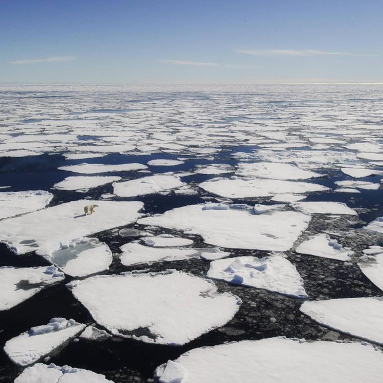 Ein Eisbär (Ursus maritimus) geht bei Nordaustlandet, Spitzbergen, (Norwegen) über Eisschollen.