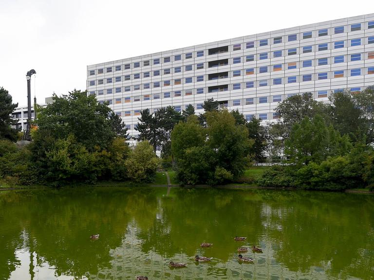 Enten schwimmen am 21.08.2014 in einem Teich vor einem Bettenhaus der Universitätsmedizin (UMG) in Göttingen (Niedersachsen).