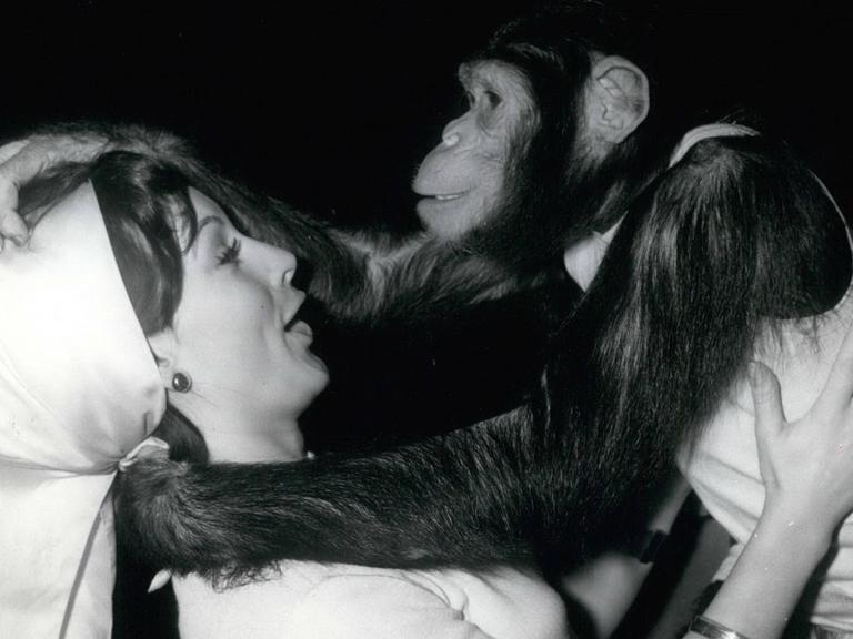 12. Dezember 1965 - Außer sich vor Freude......war Schimpanse Petermann, als er die hübsche Gilla Gottehardt sah, die ihn manchmal im Kölner Zoo besuchte. Ehe sie sich versah, wurde die junge Schlagersängerin heftig umarmt.