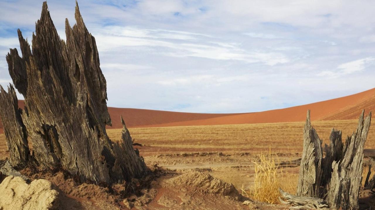 Baumreste in der Wüste in Namibia