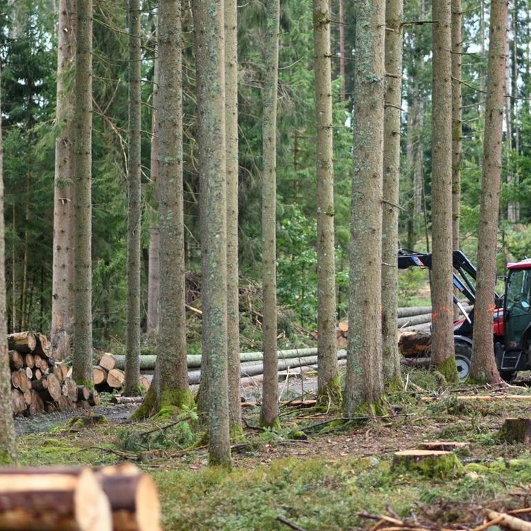 Ein Traktor steht in einem baden-württembergischen Wald neben gefällten Bäumen. 