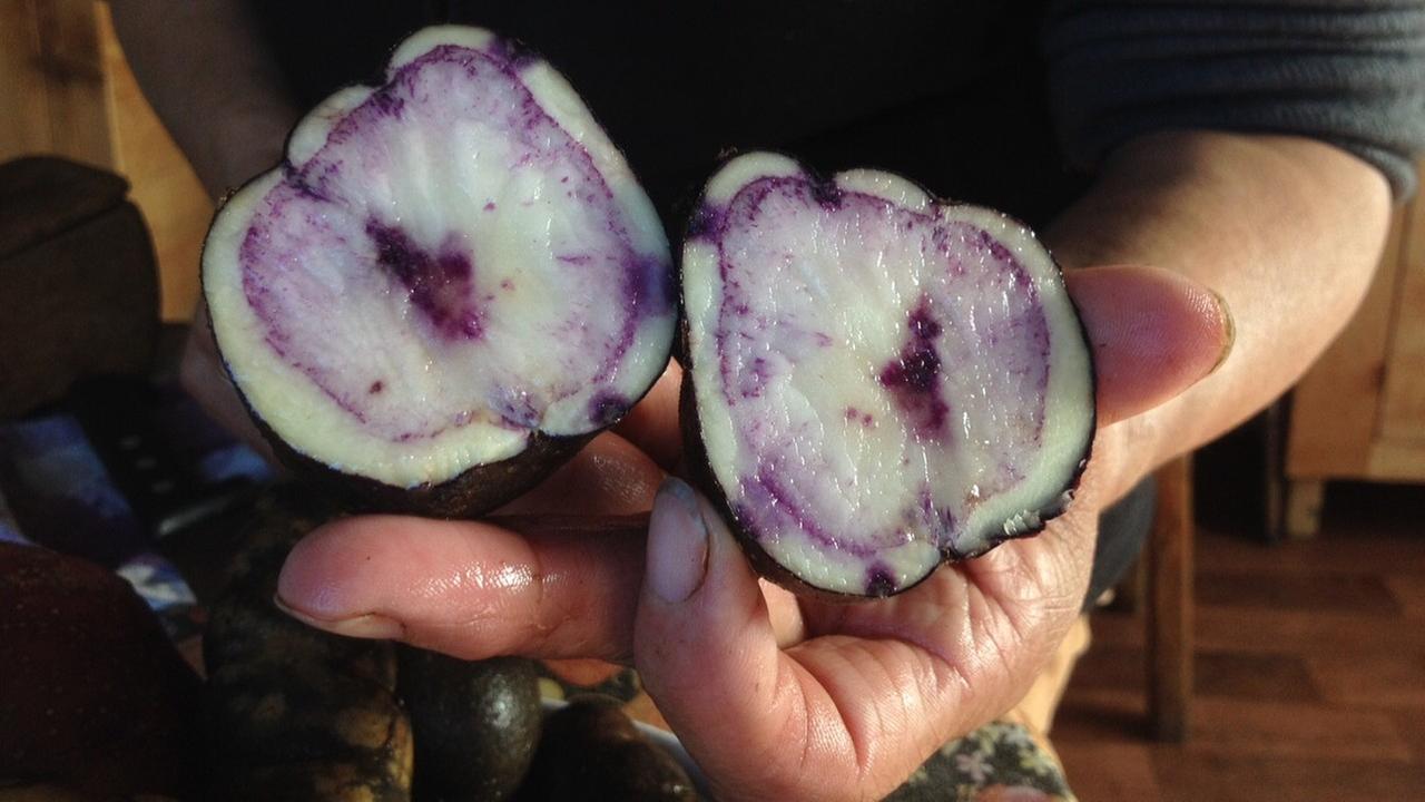 Die Bäuerin Mirna Salivia Pérez zeigt bunte heimische Kartoffeln, "papas nativas" genannt