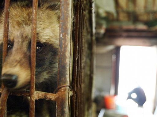 Ein Marderhund in einem Käfig in der chinesischen Guangzhou