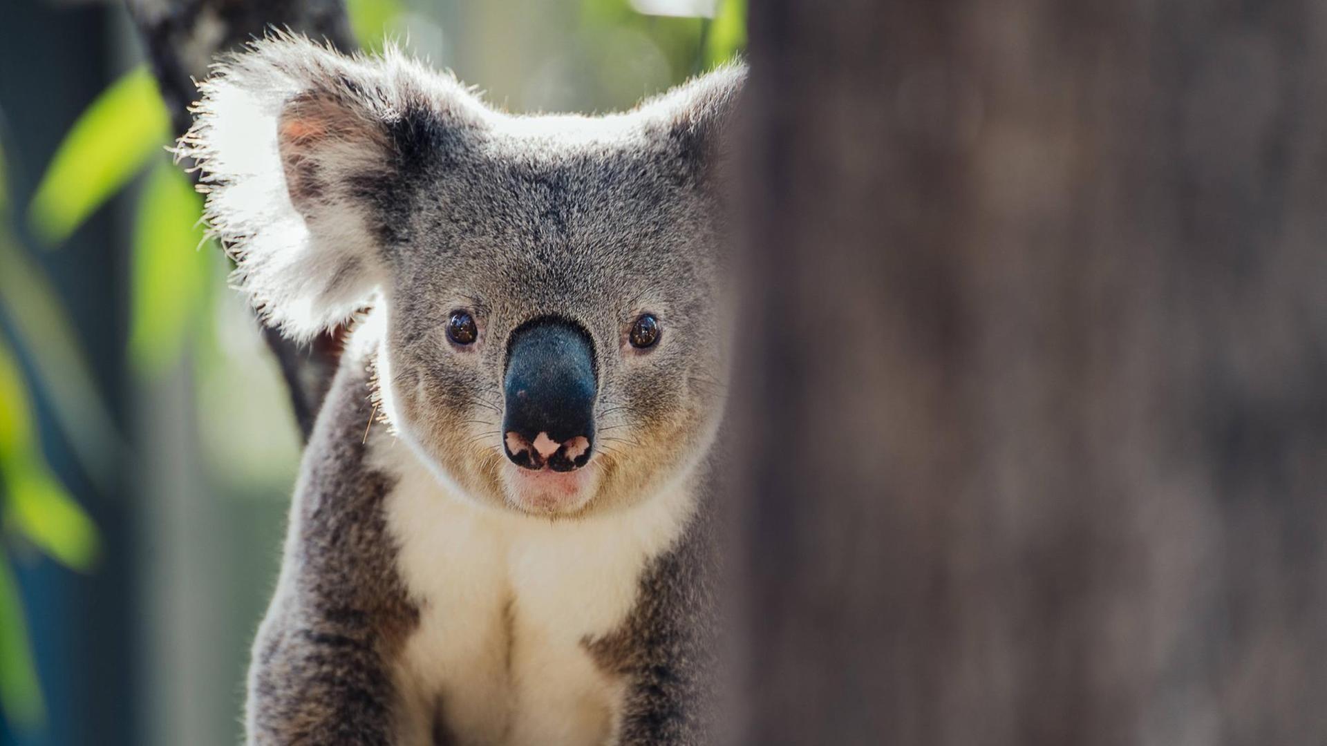 Ein Koalabär sitzt in Queensland, Australien, auf einem Baum.