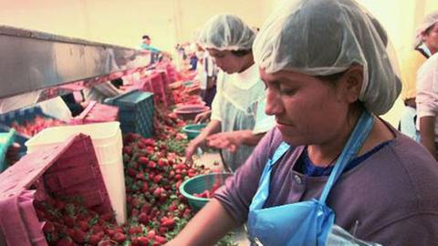 Arbeiterinnen sortieren Erdbeeren