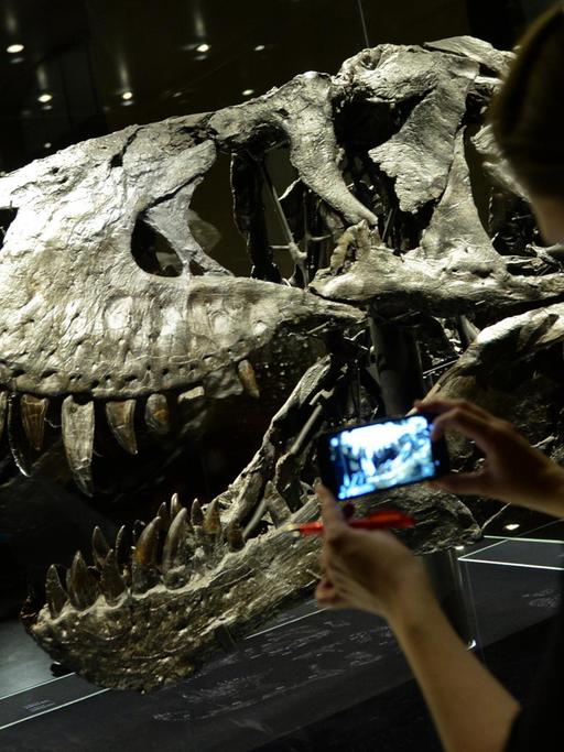 Der Schädel des Tyrannosaurus Rex namens "Tristan Otto" im Naturkundemuseum in Berlin. 