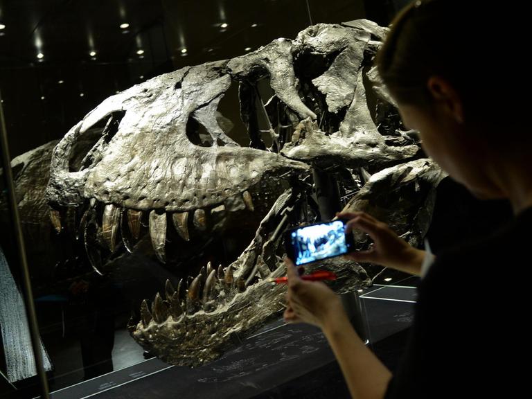 Der Schädel des Tyrannosaurus Rex namens "Tristan Otto" im Naturkundemuseum in Berlin. 
