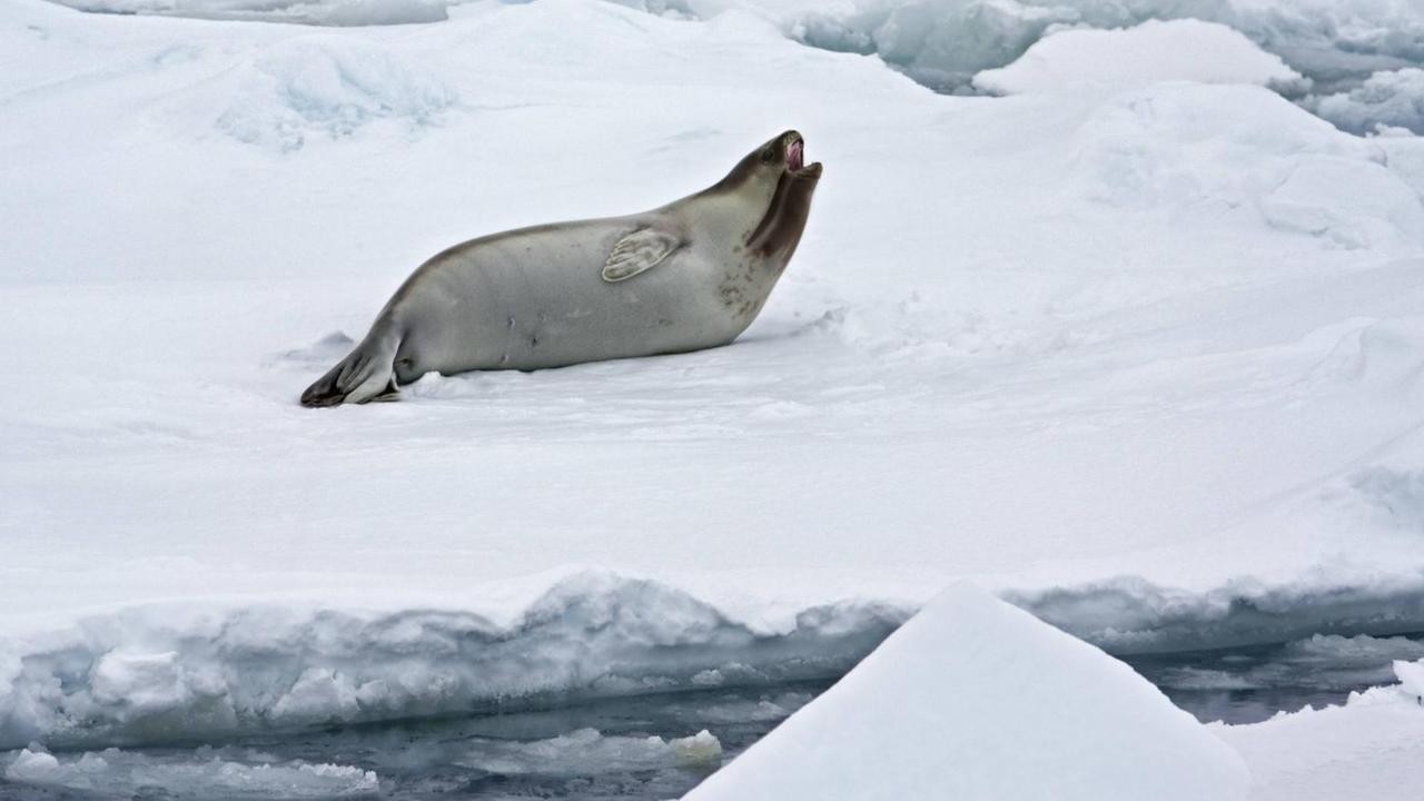 Seltene Aufnahme einer Rossrobbe in der Antarktis.