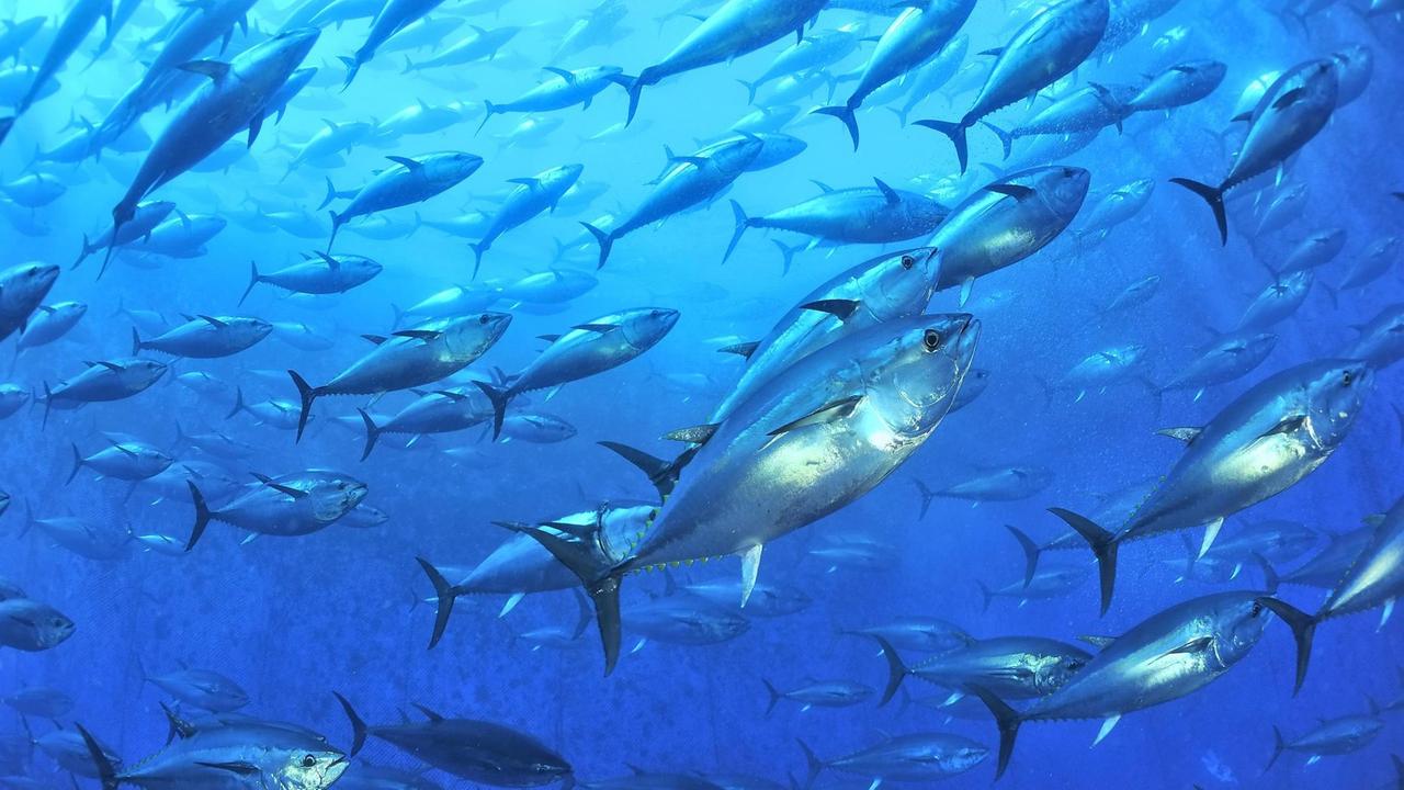 Blauflossenthunfische (Thunnus thynnus) in einer Aquakultur vor Malta.