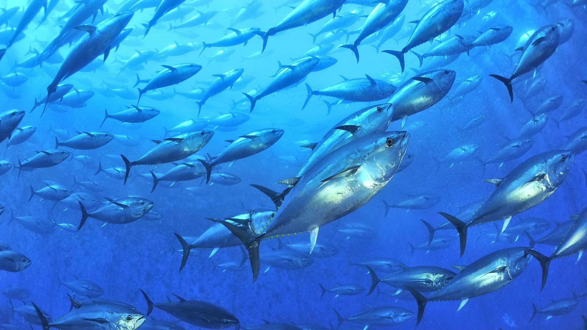 Blauflossenthunfische (Thunnus thynnus) in einer Aquakultur vor Malta.