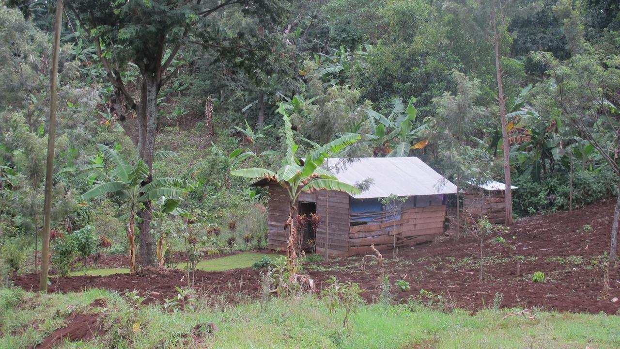 Bananenanbau im tropischen Bergwald