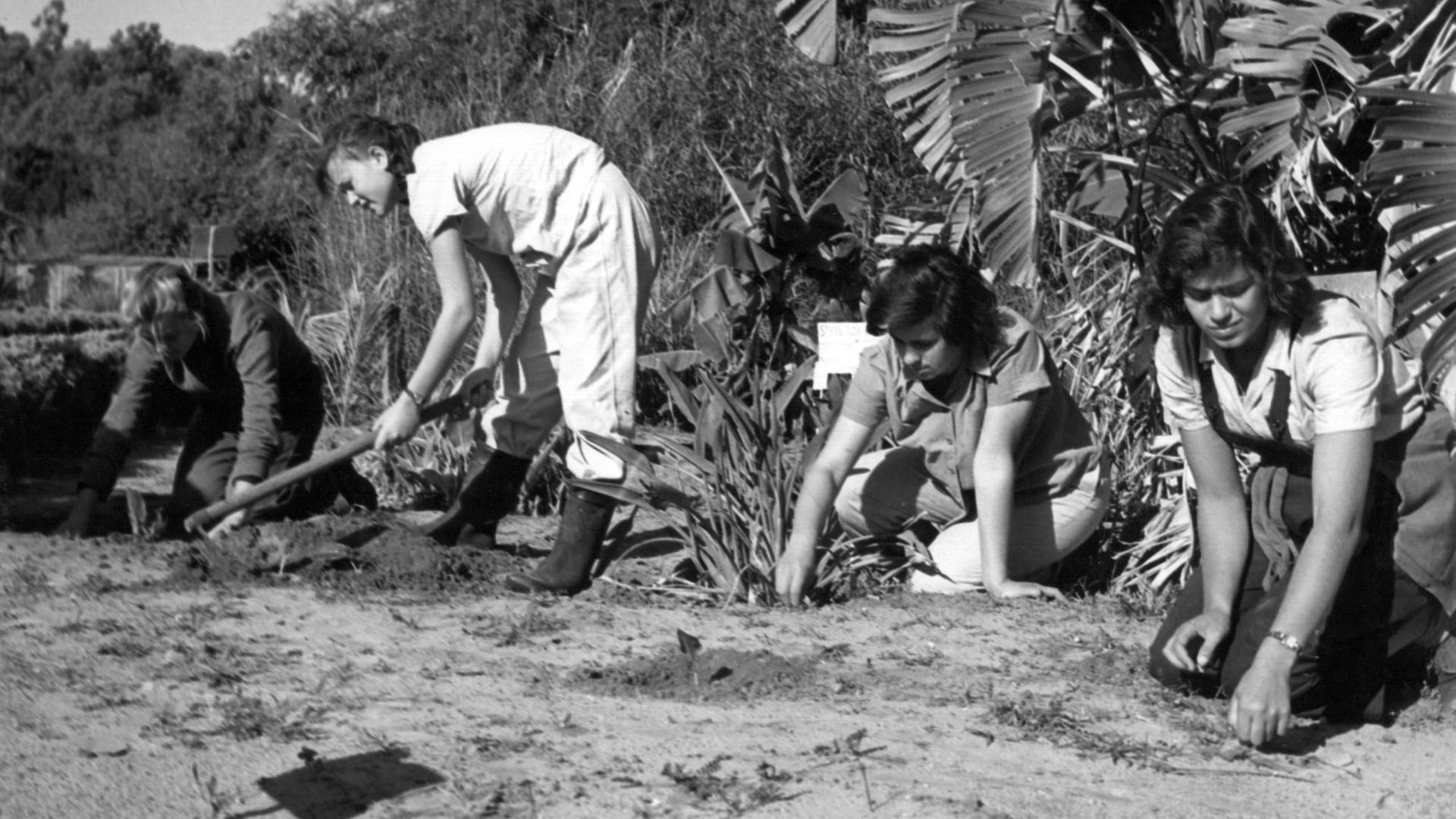 Harte Feldarbeit: Junge Frauen bei der Landarbeit unter der brütenden Sonnen auf dem Feld eines Kibbuz in Israel. (undatierte Aufnahme)