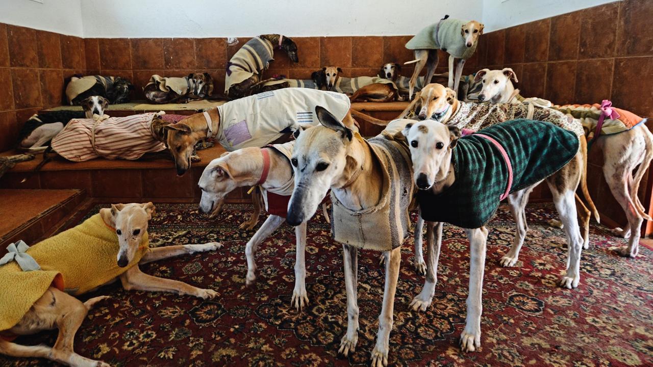 Mehrere spanische Windhunde in einem Raum in einem Tierheim in Las Nieves