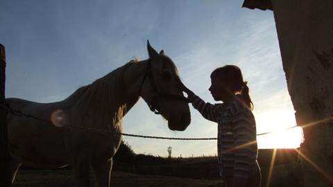 Ein Kind streichelt den Kopf eines Pferdes.