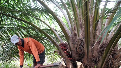 Einb Mann hackt auf einer Palmölplantage Fruchtbündel aus einer Ölpalme.