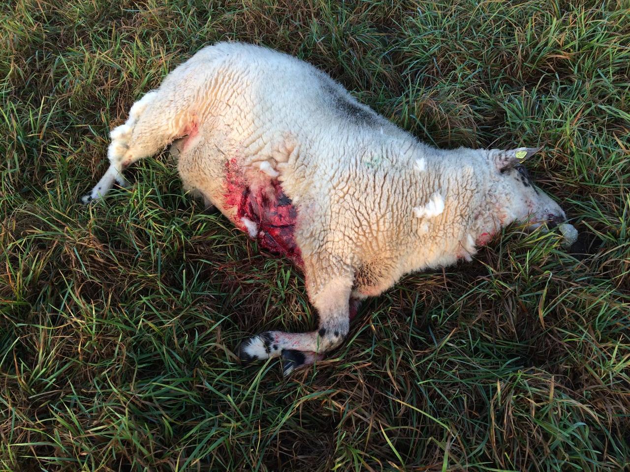 Ein vom Wolf gerissenes und getötetes Schaf liegt auf einer Wiese.