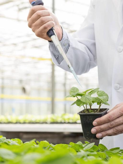 Ein Wissenschaftler in einem Treibhaus lässt eine Flüssigkeit aus einer Pipette auf eine Pflanze tropfen