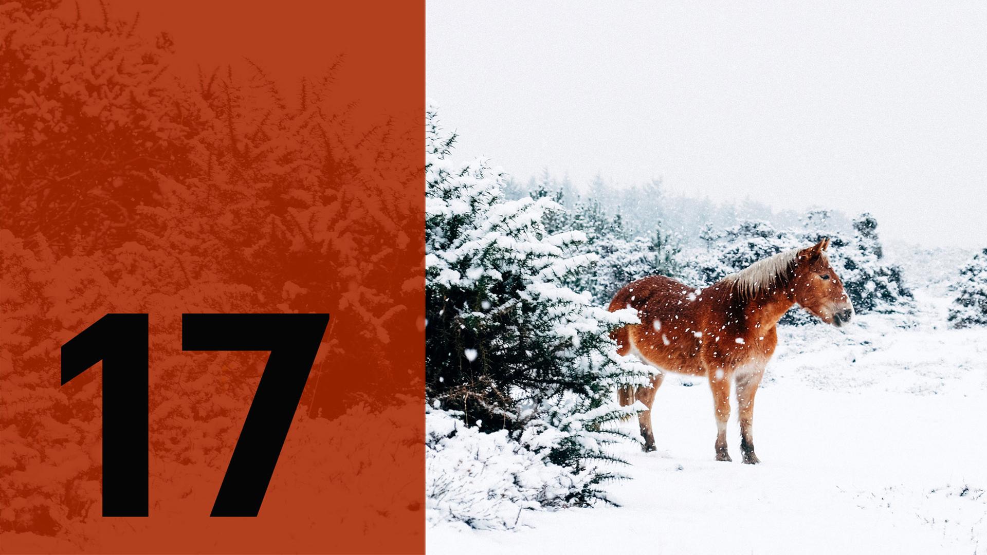 Im Hintergrund ein Pferd im Schnee, im Vordergrund die Zahl 17. Im Hintergrund ein Pferd im Schnee, im Vordergrund die Zahl 17.