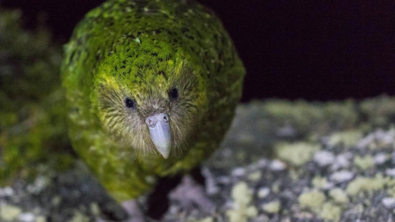 Ein grüner Vogel läuft auf die Kamera zu. Ein grüner Vogel läuft auf die Kamera zu.
