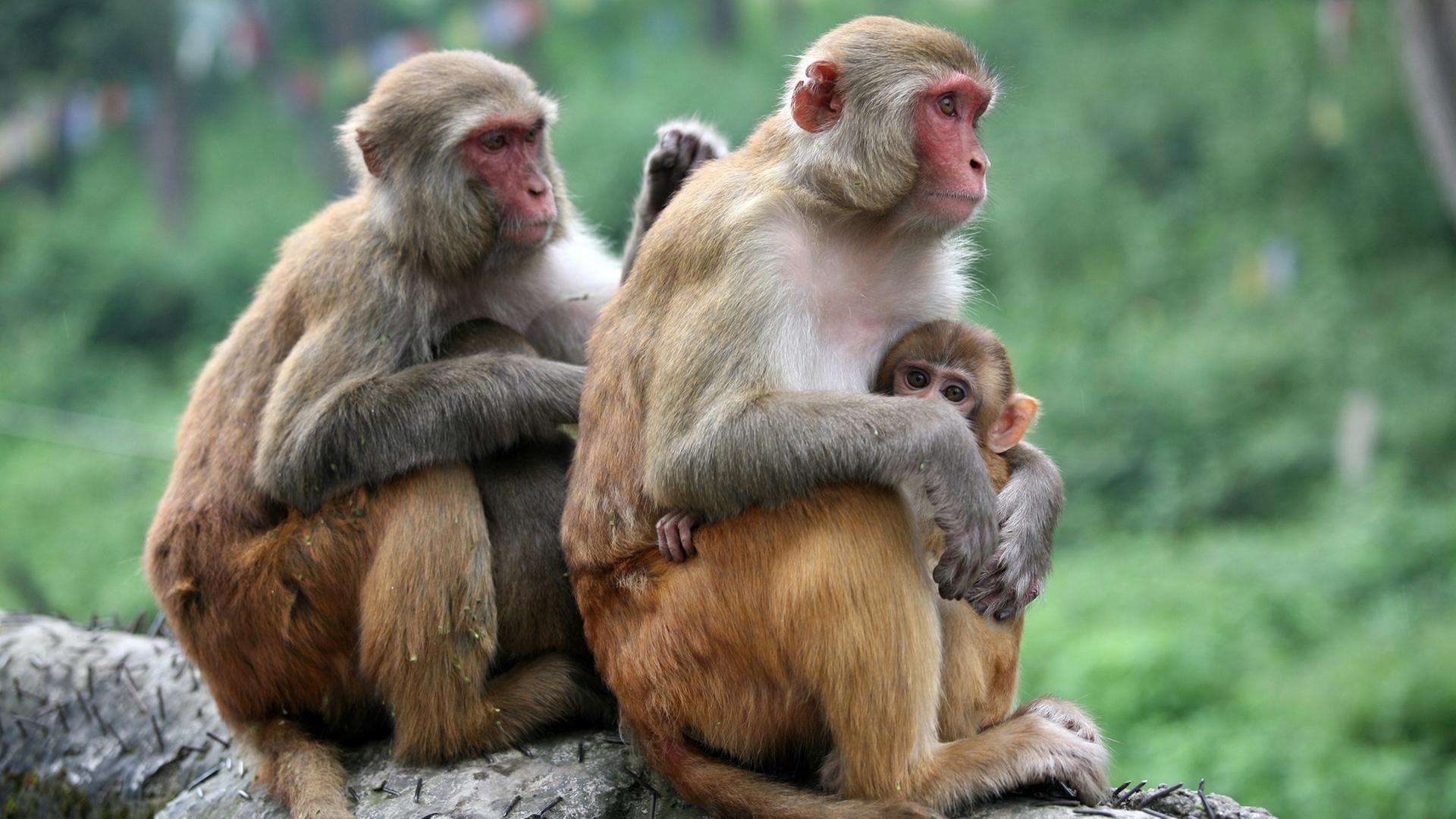 Zwei Rhesusaffen (Macaca mulatta) mit ihren Jungen sitzen auf einer Mauer, wobei sich das eine Tier der Fellpflege des anderen widmet, aufgenommen am 24.09.2007 in Kathmandu, der Hauptstadt von Nepal. Im Hinduismus, der Hauptreligion in Nepal, wird der Rhesusaffe als heiliges Tier verehrt.