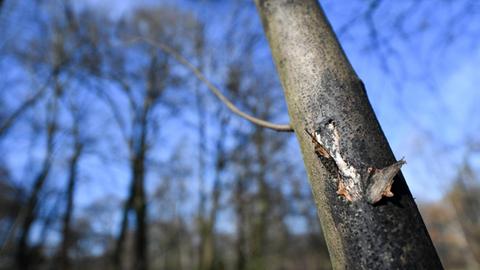 13.02.2019, Hessen, Offenbach/Main: Ein mit der Rußrindenkrankheit befallener Ahornbaum zeigt im Schlosspark Rumpenheim dunkle Flecken. Wegen des Pilzbefalls ist der Park derzeit für Besucher gesperrt. Rund 100 Ahornpflanzen sollen demnächst gefällt und verbrannt werden.