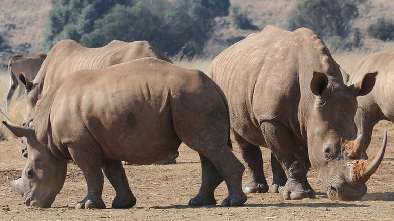 Zu sehen sind mehrere Nashörner.
