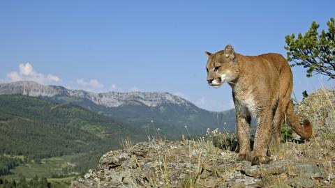 Ein Puma (lat.: Felis concolor), auch Berglöwe, Silberlöwe oder Kuguar, steht majestätisch über allem thronend auf einem erhöhten Felsen im US-Bundestaat Minnesota.