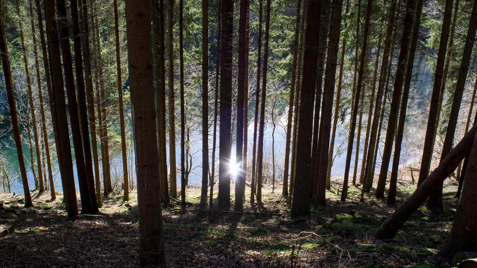 Wald bei der Wahnbachtalsperre im Rhein-Sieg-Kreis