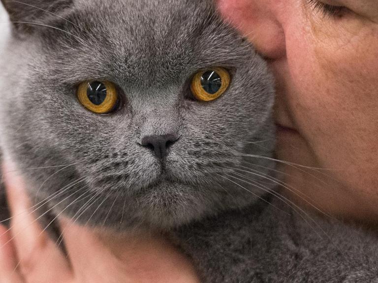 Eine Züchterin schmust mit ihrer Britisch-Kurzhaar-Katze