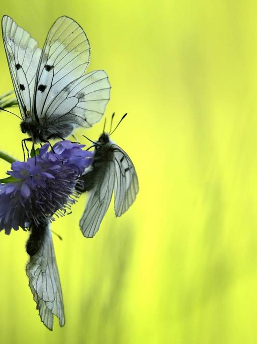 Drei Schmetterlinge (hier drei Schwarze Apollos) sind auf einer violetten Blüte gelandet.