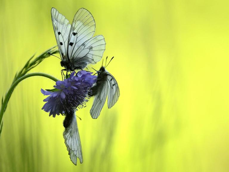 Drei Schmetterlinge (hier drei Schwarze Apollos) sind auf einer violetten Blüte gelandet.