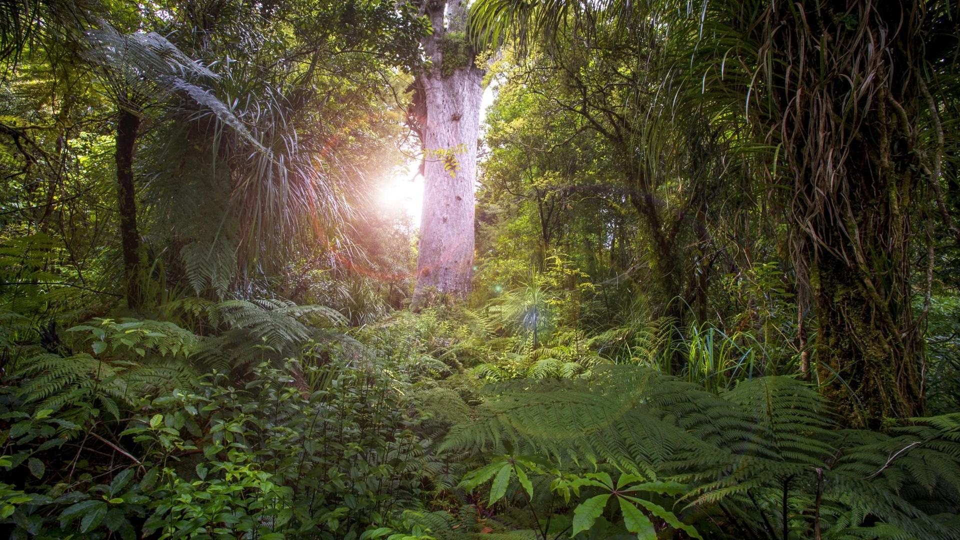 Kauri-Baum im Waipoua Forest Neuseeland
