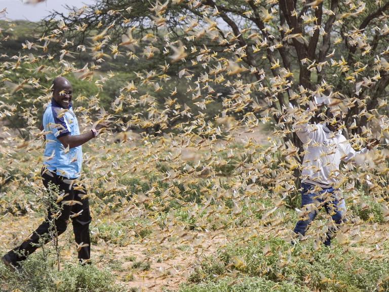 Auf diesem Foto, das am Donnerstag, dem 16. Januar 2020, aufgenommen wurde, sind zwei Samburu-Männer, die für ein Katastrophenschutzteam des Bezirks arbeiten, das den Standort der Heuschrecken ermittelt, von einem Schwarm Wüstenheuschrecken umgeben, der die Luft in der Nähe des Dorfes Sissia im Bezirk Samburu in Kenia erfüllt.