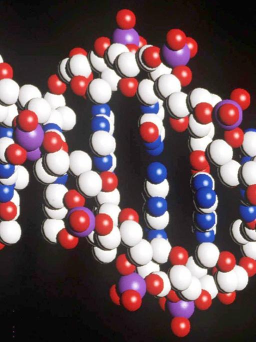 Foto eines Modells des menschlichen DNA-Stranges mit der doppelten Helix-Struktur