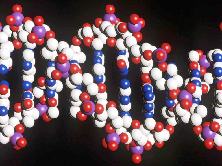 Foto eines Modells des menschlichen DNA-Stranges mit der doppelten Helix-Struktur